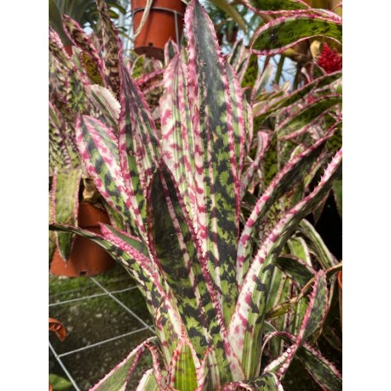 Aechmea Orlandiana Ensign