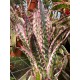 Aechmea Orlandiana Ensign