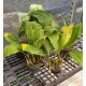 Stanhopea Tigrina  - AD