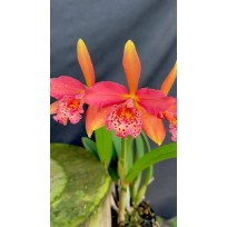 Lc. Golden Tang - AD