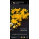 Dendrobium Agregatum - AD
