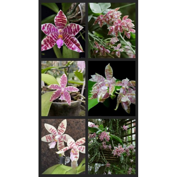 Phalaenopsis Hieroglyphica - Com Haste Floral