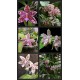 Phalaenopsis Hieroglyphica - Com Haste Floral