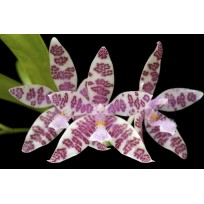 Phalaenopsis Hieroglyphica - Com Haste Floral