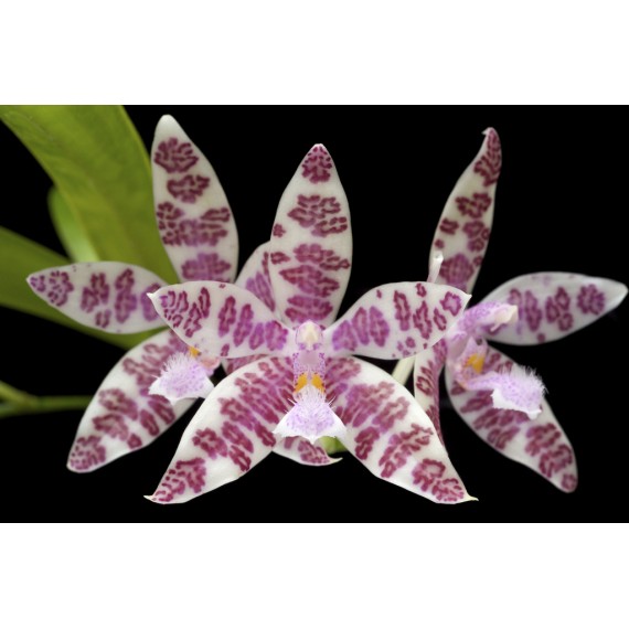 Phalaenopsis Hieroglyphica - Com Haste Floral