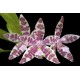 Phalaenopsis Hieroglyphica - Com Haste Floral