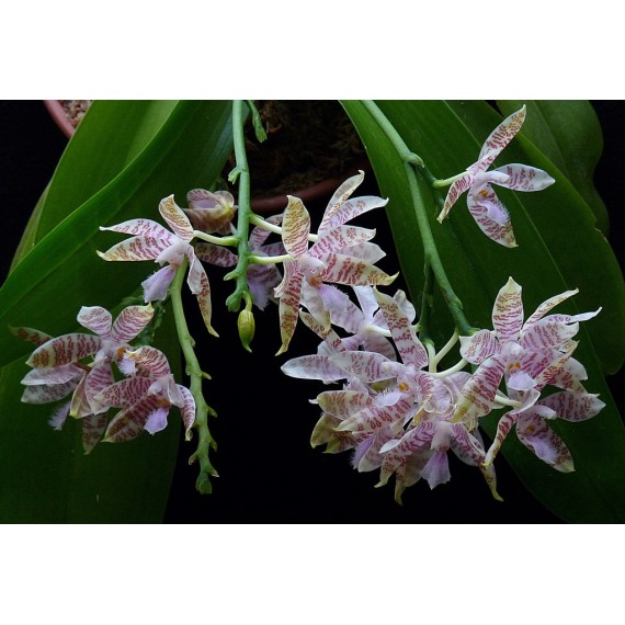 Phalaenopsis Hieroglyphica - Com Haste Floral