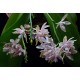 Phalaenopsis Hieroglyphica - Com Haste Floral
