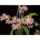 Phalaenopsis Hieroglyphica - Com Haste Floral