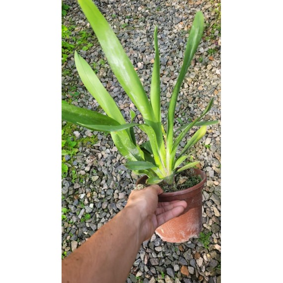 Orquídea Havaiana (AD) - 1 unidade