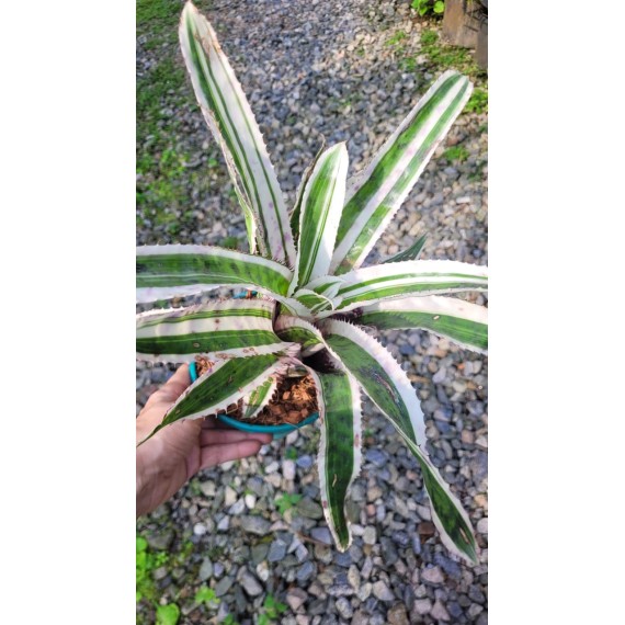 Aechmea Orlandiana Ensign