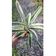 Aechmea Orlandiana Ensign