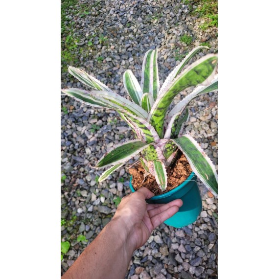 Aechmea Orlandiana Ensign