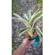 Aechmea Orlandiana Ensign