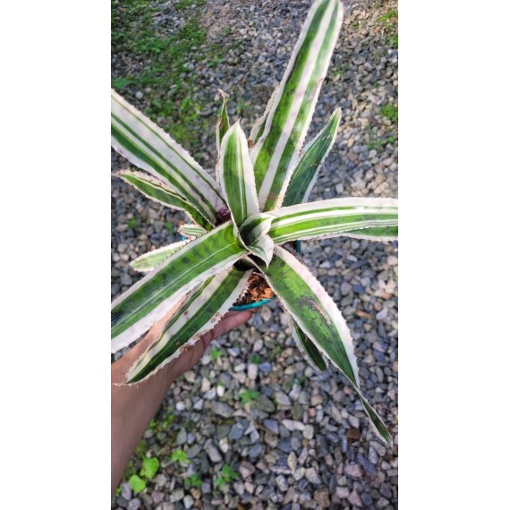Aechmea Orlandiana Ensign