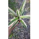 Aechmea Orlandiana Ensign