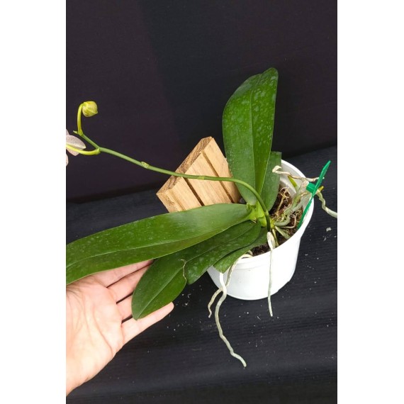 Phal. Santa Clara - LACRE 2035040