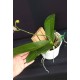 Phal. Santa Clara - LACRE 2035040