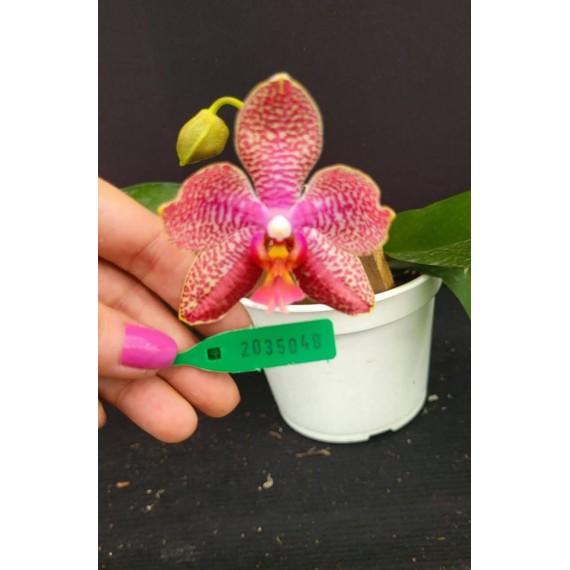 Phal. Santa Clara - LACRE 2035040
