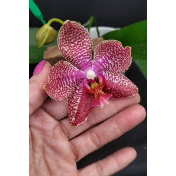 Phal. Santa Clara - LACRE 2035040