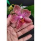 Phal. Santa Clara - LACRE 2035040