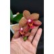 Phal. Santa Clara - LACRE 2035030