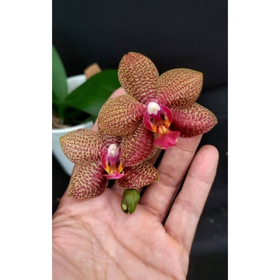 Phal. Santa Clara - LACRE 2035044