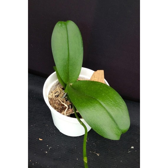 Phal. Santa Clara - LACRE 2035044