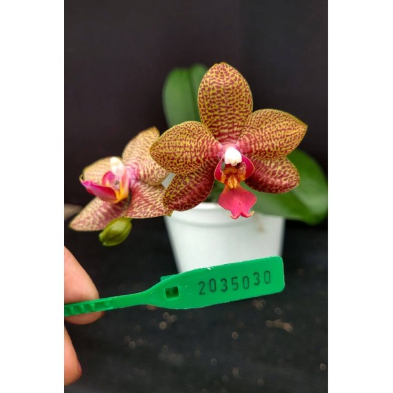 Phal. Santa Clara - LACRE 2035044