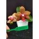 Phal. Santa Clara - LACRE 2035044