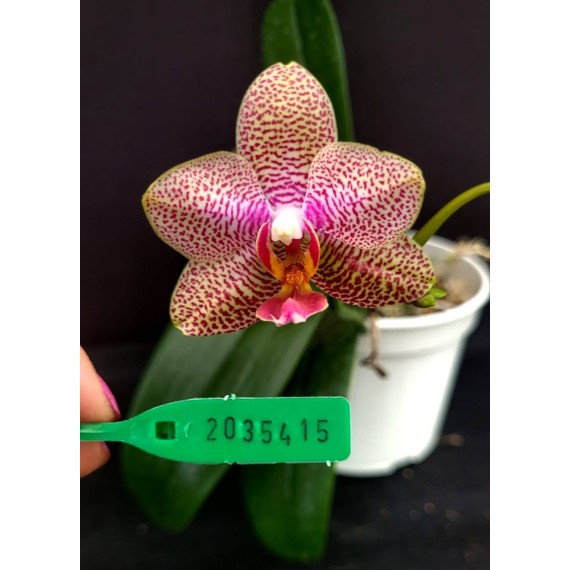 Phal. Santa Clara - LACRE 2035415