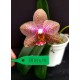 Phal. Santa Clara - LACRE 2035415