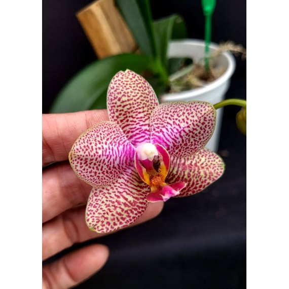 Phal. Santa Clara - LACRE 2035415