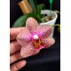 Phal. Santa Clara - LACRE 2035415