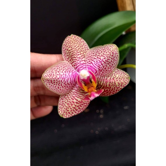 Phal. Santa Clara - LACRE 2035415
