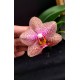 Phal. Santa Clara - LACRE 2035415