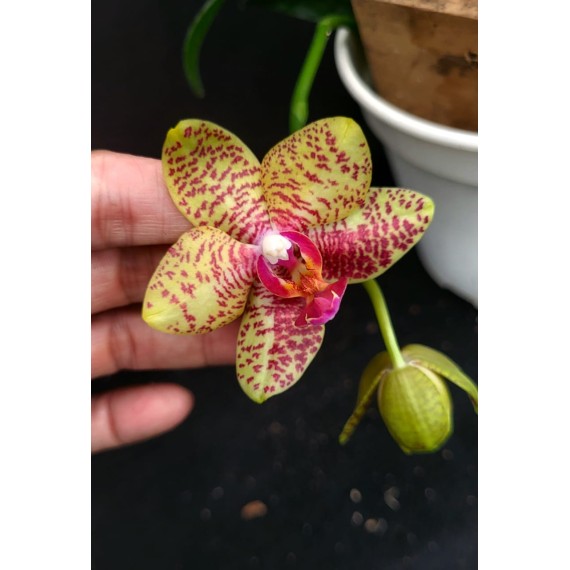 Phal. Santa Clara - LACRE 2035417
