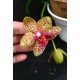 Phal. Santa Clara - LACRE 2035417