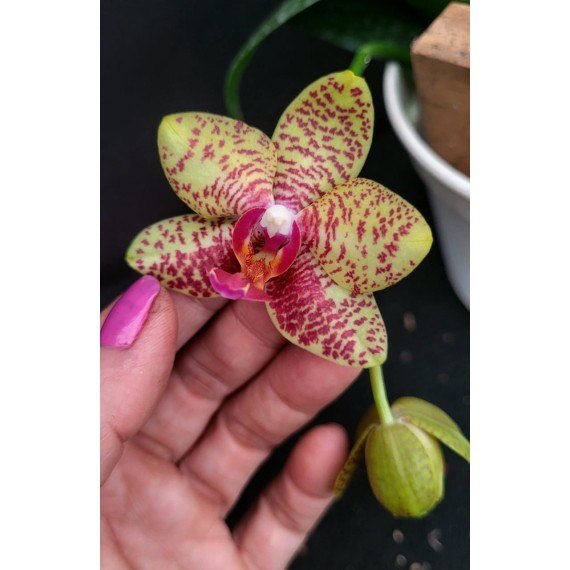 Phal. Santa Clara - LACRE 2035417
