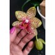 Phal. Santa Clara - LACRE 2035417