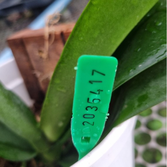 Phal. Santa Clara - LACRE 2035417
