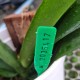 Phal. Santa Clara - LACRE 2035417