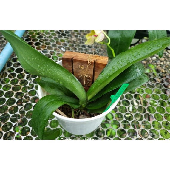 Phal. Santa Clara - LACRE 2035417