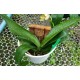 Phal. Santa Clara - LACRE 2035417