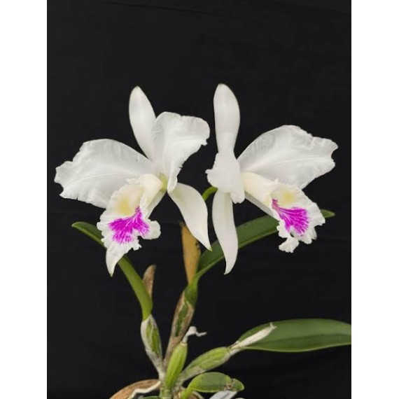 Cattleya Warnerii Semi Alba OSC - AD