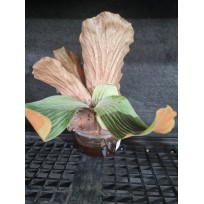 Platycerium Elephantotis