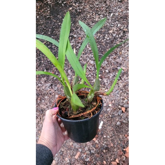 Maxillaria Picta (Aroma de Mel) - AD
