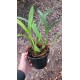 Maxillaria Picta (Aroma de Mel) - AD