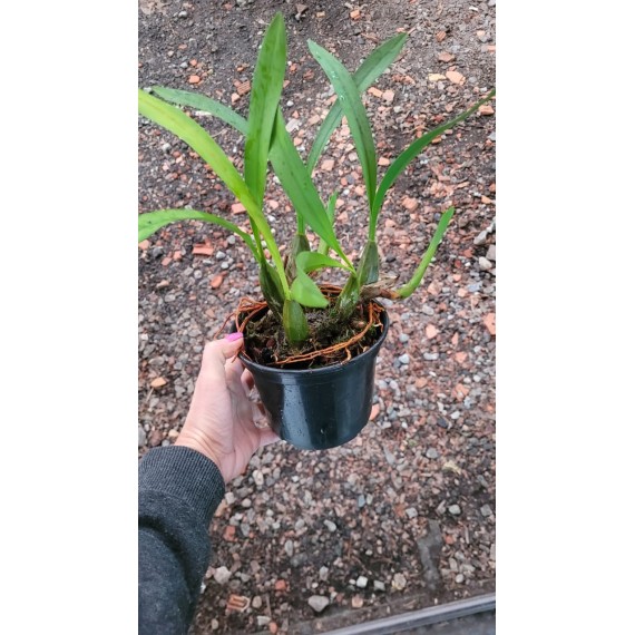 Maxillaria Picta (Aroma de Mel) - AD