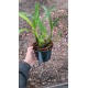 Maxillaria Picta (Aroma de Mel) - AD